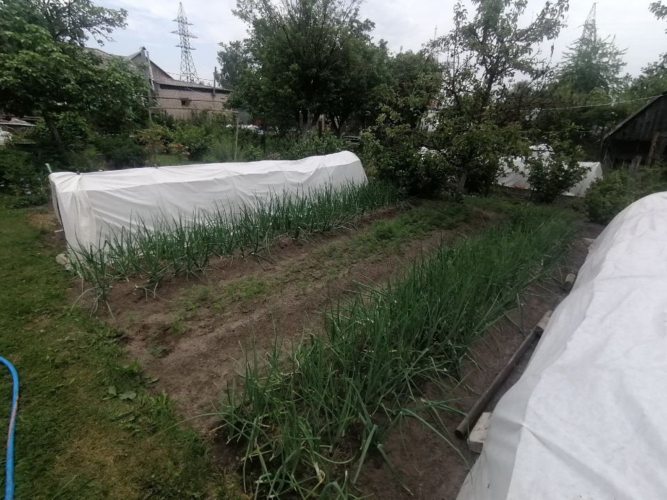 Делаю прибор из пробки от бутылки для посева морковки за 1 минуту: прореживание всходов не понадобится – поможет сэкономить кучу времени
