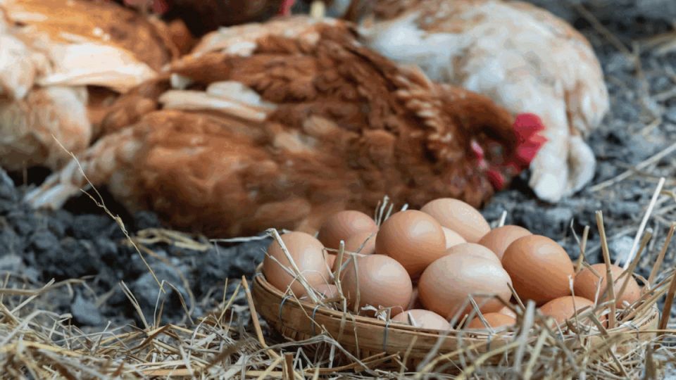 Простые корма для несушек: куры будут нестись круглый год — проверенные рецепты