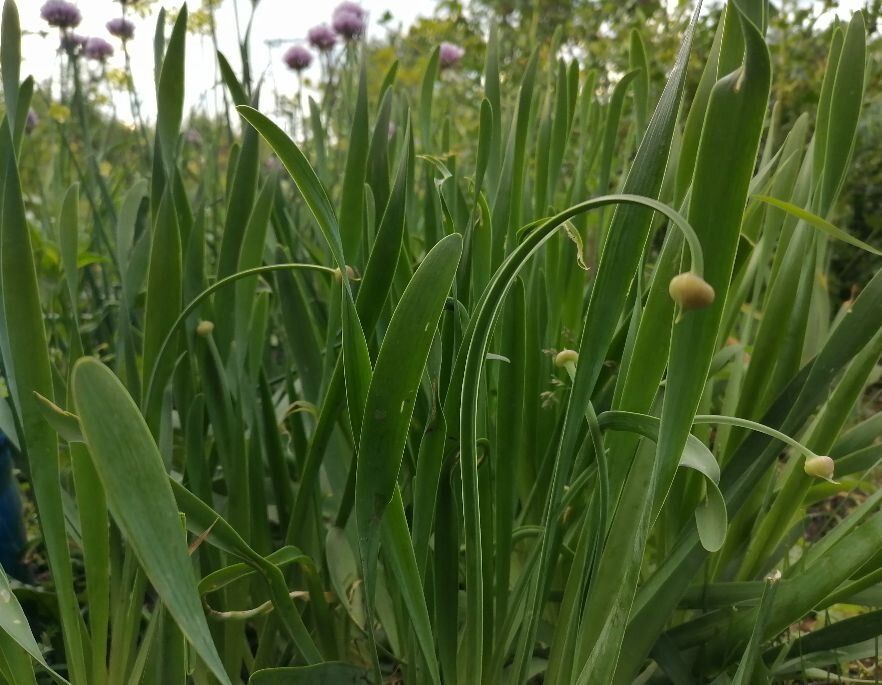 Лук-слизун: неприметный герой вашего сада