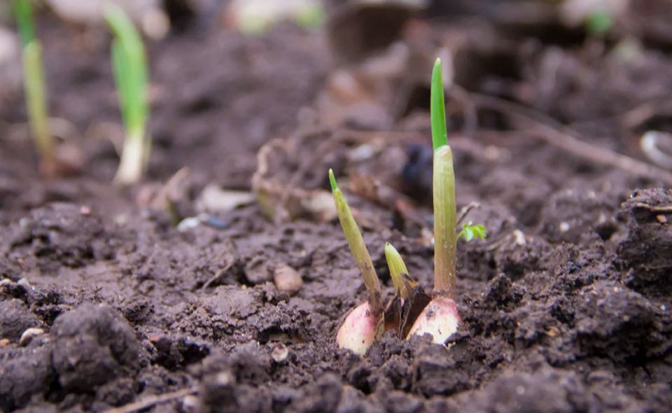 Что делать, если озимый чеснок пророс осенью: секреты огородников