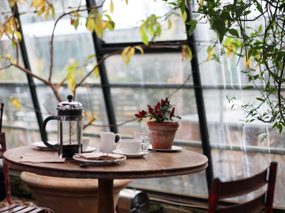 Натуральные секреты для здоровья комнатных растений