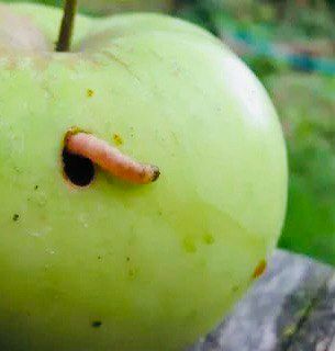 Как спасти яблоки от яблонной плодожорки: секреты защиты урожая