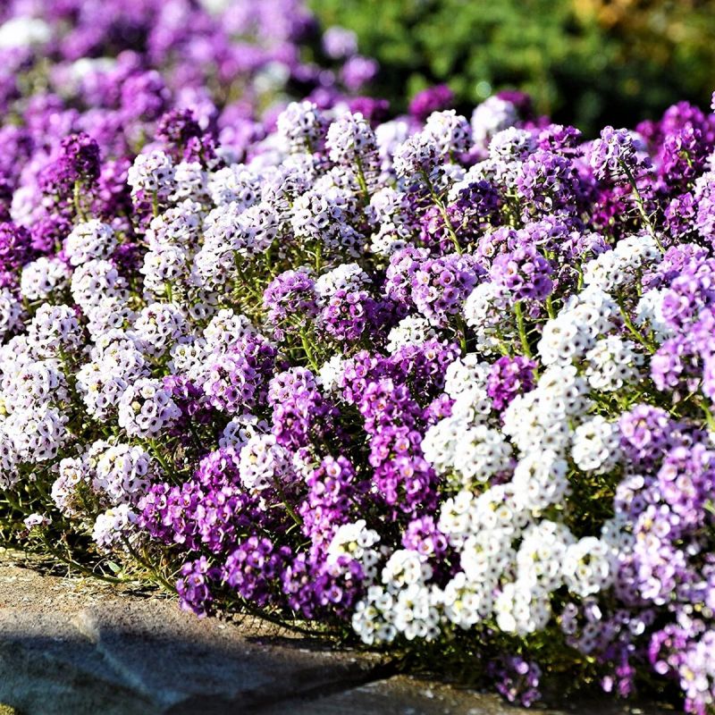 Очарование алиссума: как растение преображает сад и радует ароматом