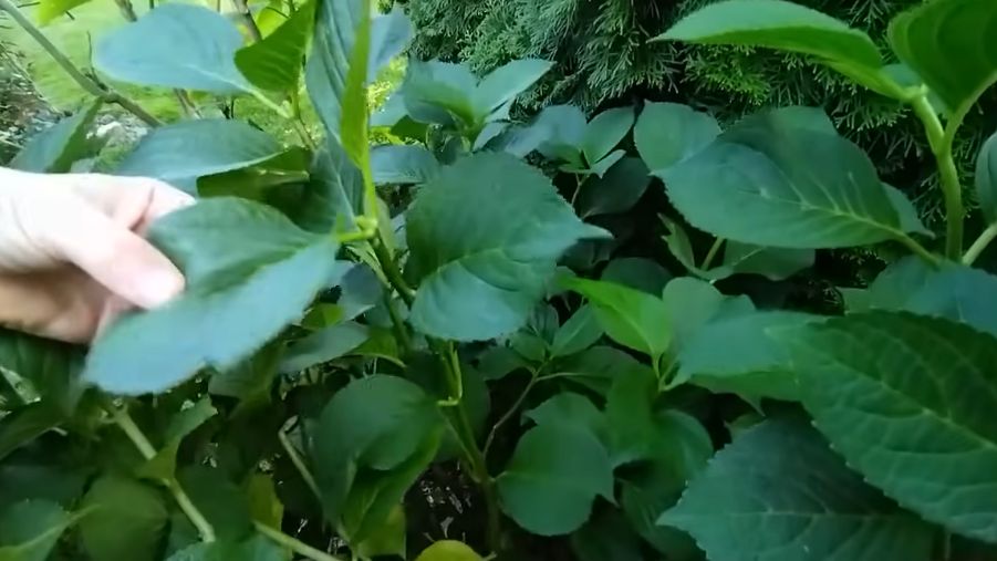 Секреты цветения крупнолистной гортензии: как добиться успеха в выращивании