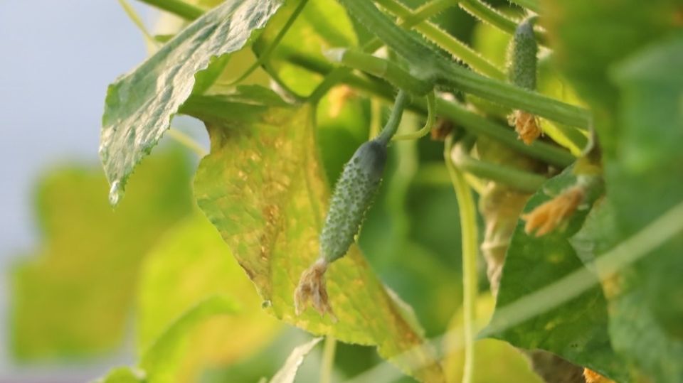 Почему точная дозировка удобрений стала ключом к успешному выращиванию огурцов