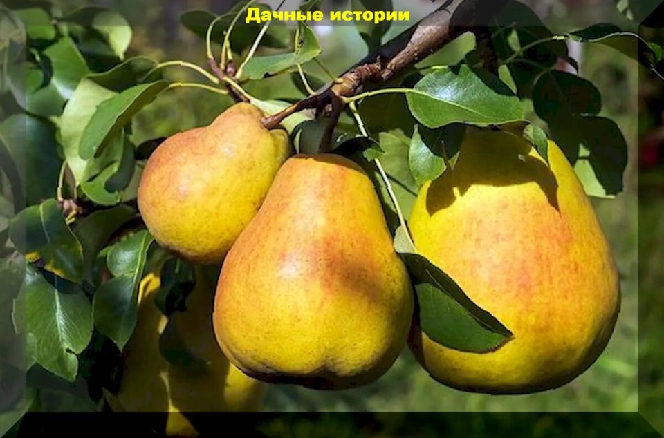 Сладкая радость для северных садоводов: новые сорта груш