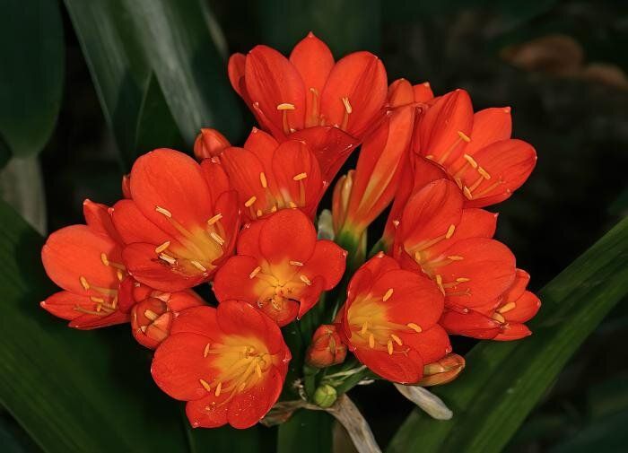 Кливия: яркая лилия для вашего дома — советы по уходу и выращиванию