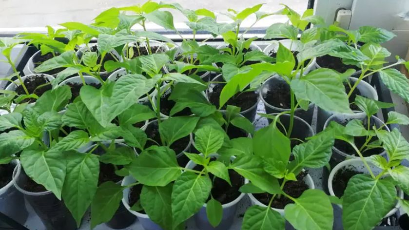 Как всего за 14 дней превратить слабую рассаду в крепкие растения: проверенные методы подкормки