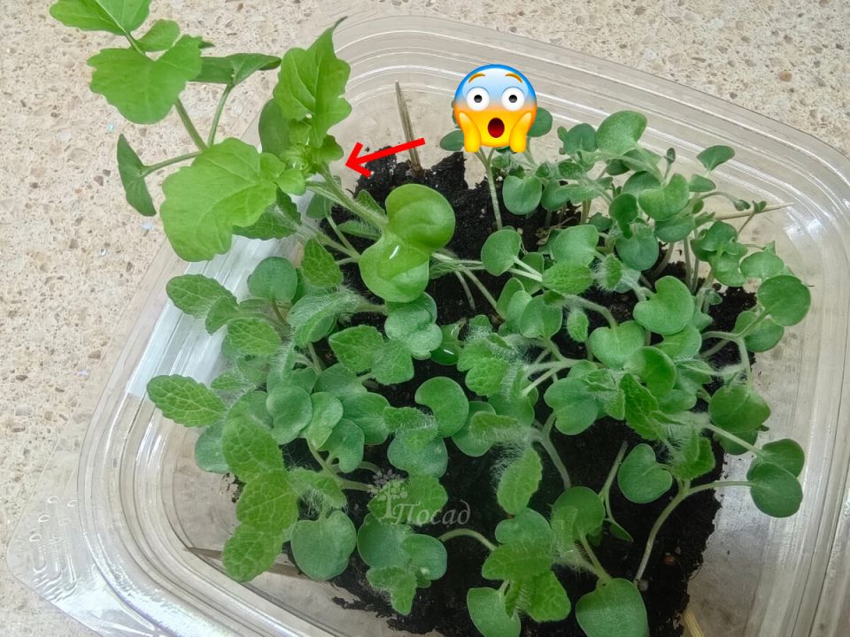 Весенний сад: как вырастить цветы в одной коробке