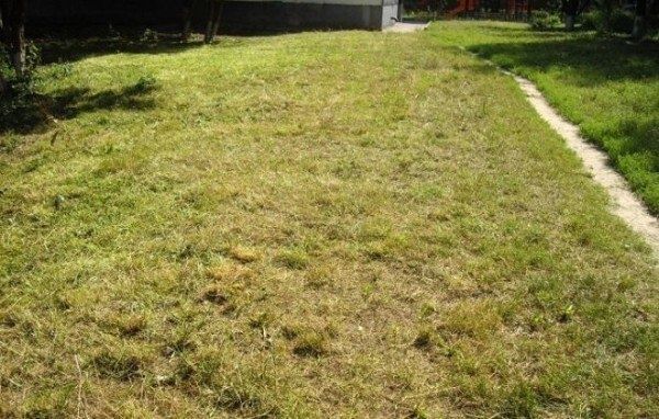 Как вернуть газону былую зелень: выявляем причины желтизны и способы решения проблемы