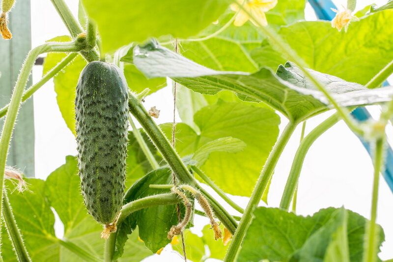Как предотвратить гниение огурцов в теплице: главные советы и рекомендации