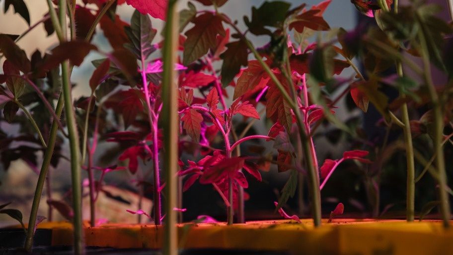 Как подзимний посев меняет подход к выращиванию томатов