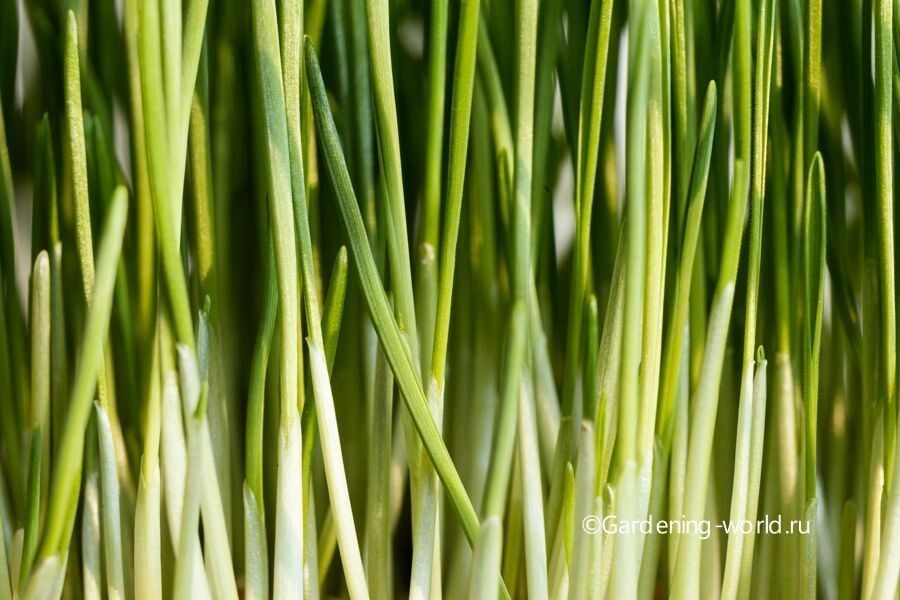 Как создать зелёный уголок на подоконнике: лук без насекомых круглый год