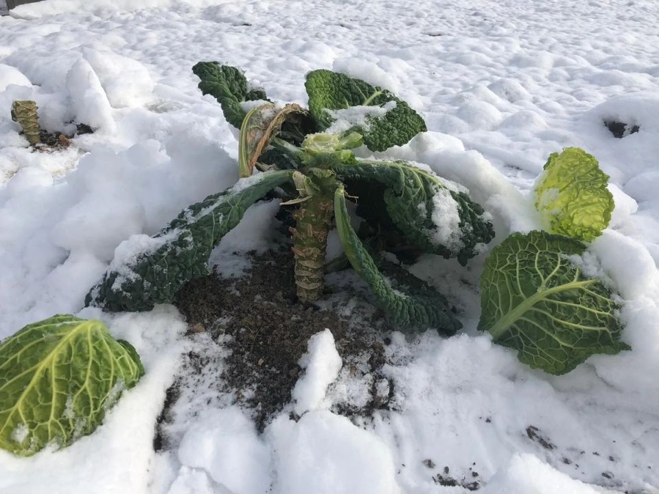 Почему стоит оставить растительные остатки на грядках зимой