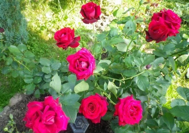 Норита: Чайно-гибридная роза, которая покоряет сердца садоводов