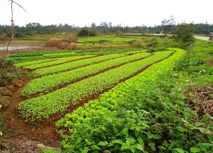 Доломитовая мука: секрет здорового урожая