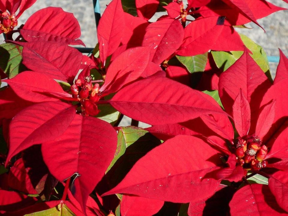 ����������: ������� ����� �� ������ ��������