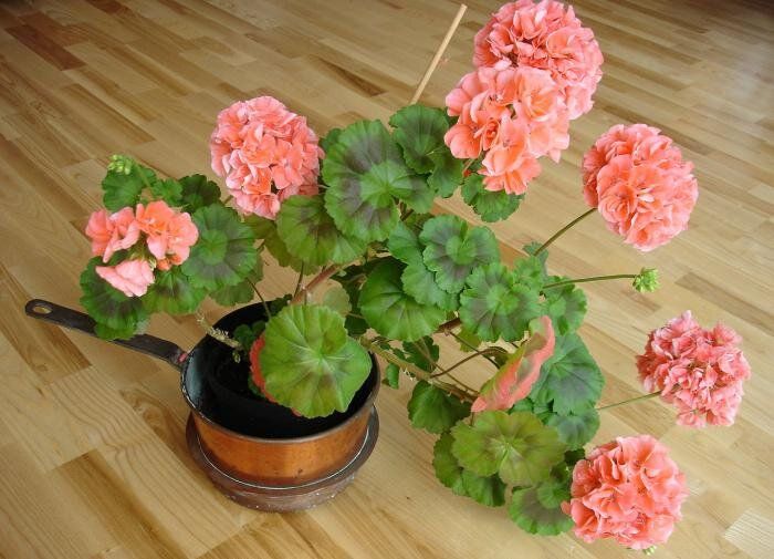 ������ � ����: ������ ������������ ��� ����������� ���?