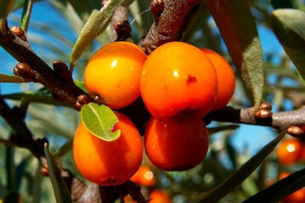 ��������� ��������: ���������� ���� � ������� ���������� � ��������� � �����