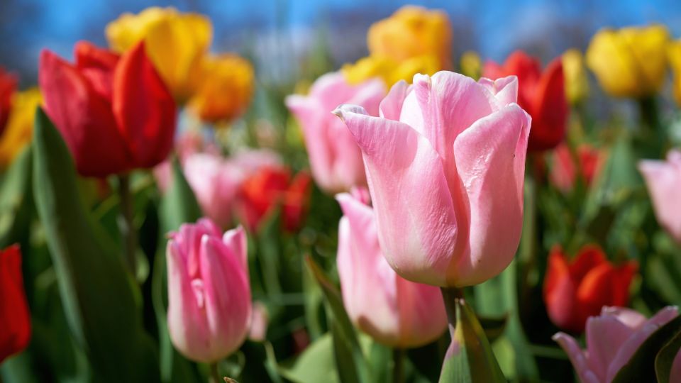 ���������� ���� �������������� ��������: ������ �������� �� ������� �������