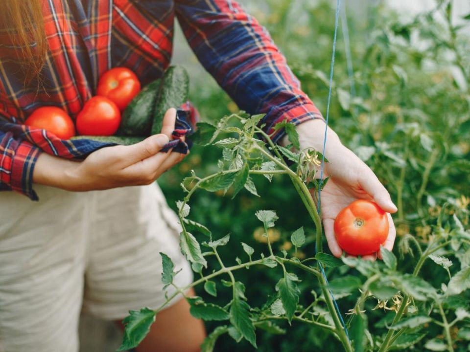 ������� ��������� �������: ��������� ���������������� ������ ���������