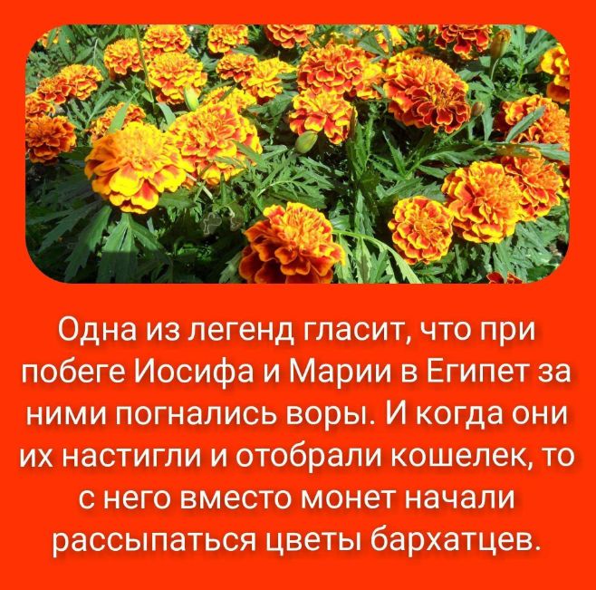 Бархатцы: многогранные союзники вашего сада