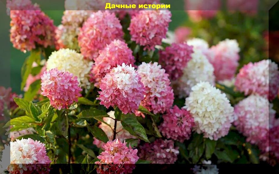 Метельчатые гортензии: великолепие сортов для вашего сада в 2025 году