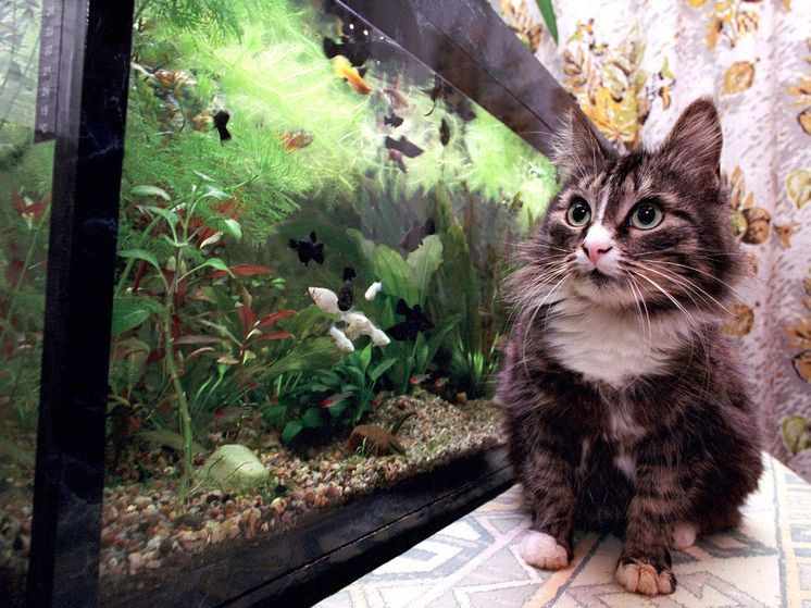 Закон о разведении домашних животных: новые правила и ответственность