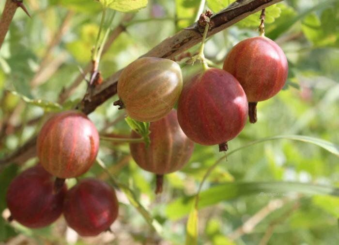 ��������� '�������': ������� ����������� � ������������ ������ ��� �������