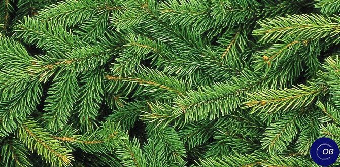 Как сохранить новогоднюю елку свежей: секреты долгого стояния