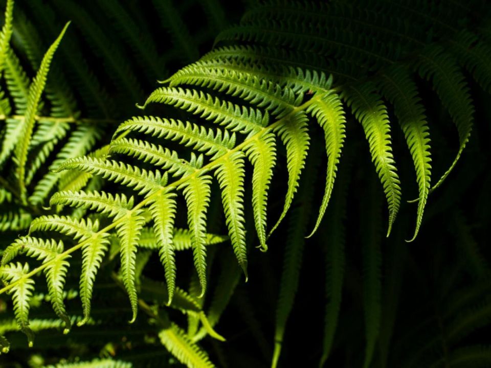 Папоротники: тайны их размножения и загадка ночного цветения