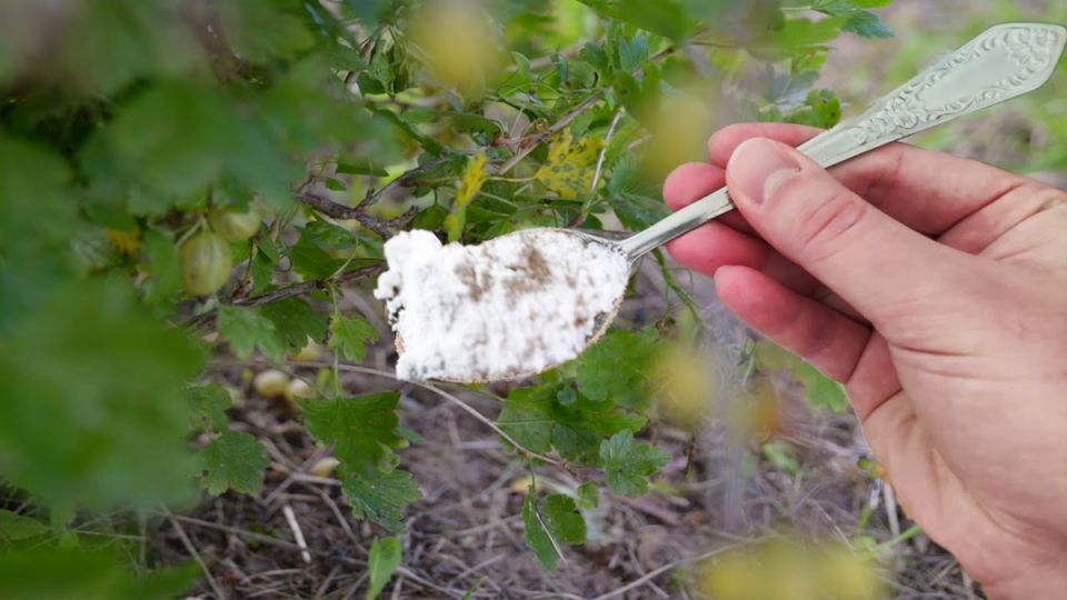 ��� ���� ����� ����� �������� ���� ��������� �����