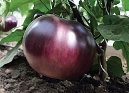 ��������� ����� ����������