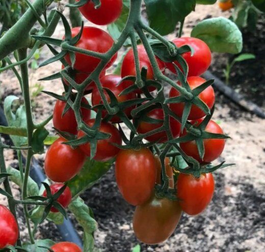 �������� �����: ������ ����� ������� �� ������ ���� � 2026 ����