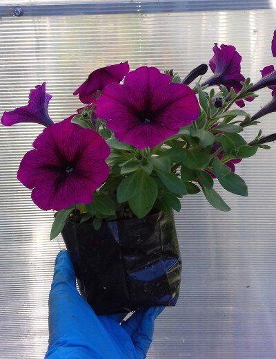 ������� ��������� ������ �������: ��� �� ����� � ����� �������