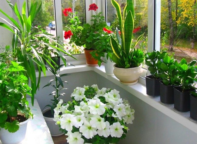 ��� ������� ����� ����������� ���������: ������� � ����������� ������