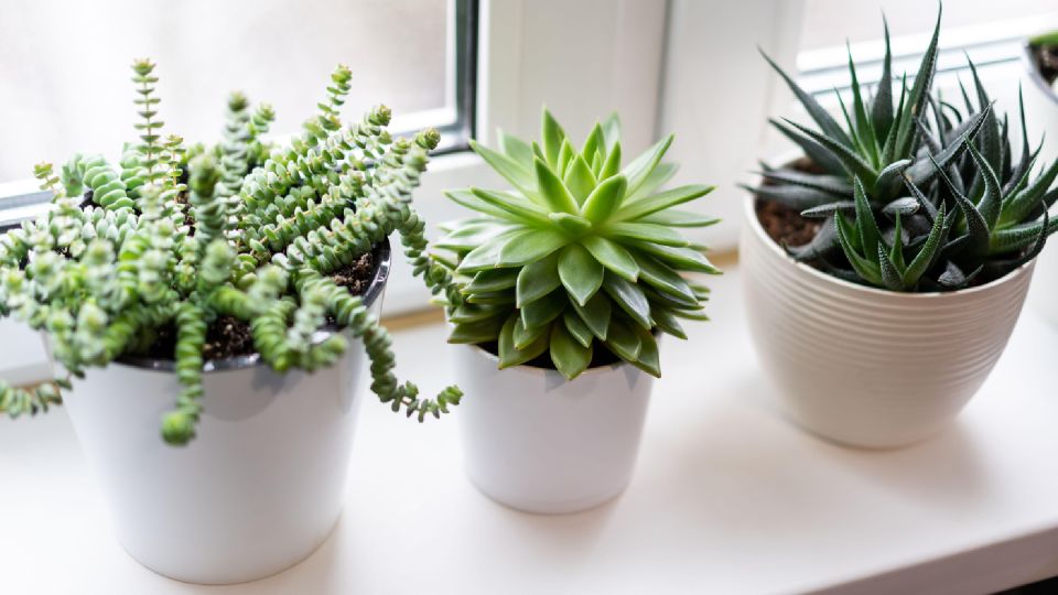 ������ ������ ����� ������ �������: ��� ��������� �������� ���� ������� �� ��������