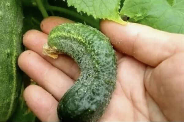 ������ � ���������: ������ ��� ������ ������� � ��� ��� ���������