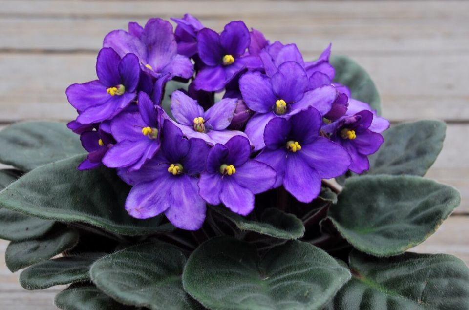 Как выбрать идеальные растения для детской комнаты