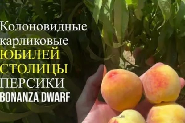 ������ ������� ��������: ������ ����� � ������������ ��������������