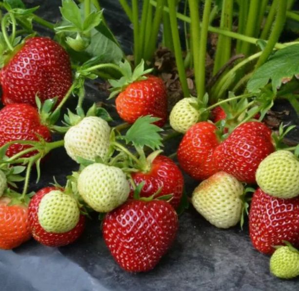 �������� ������ ������ ��������: ������ ������ ����� ��� ����