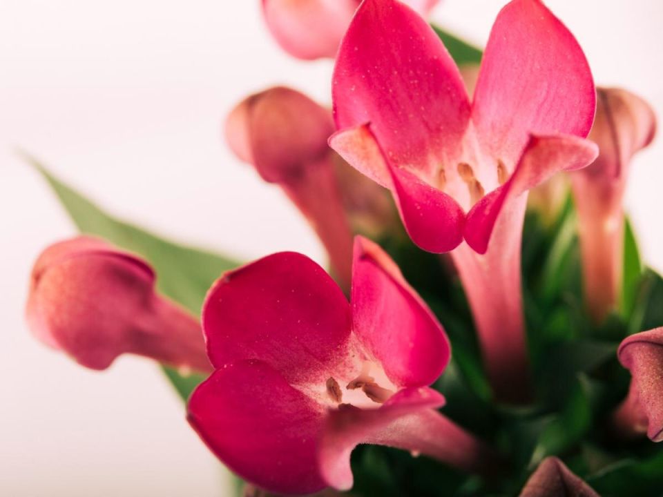 �������������� ������: ������ ���������� ��������