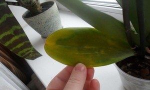 �������� � �������� �������: ��� ������, ����� ��� �����?