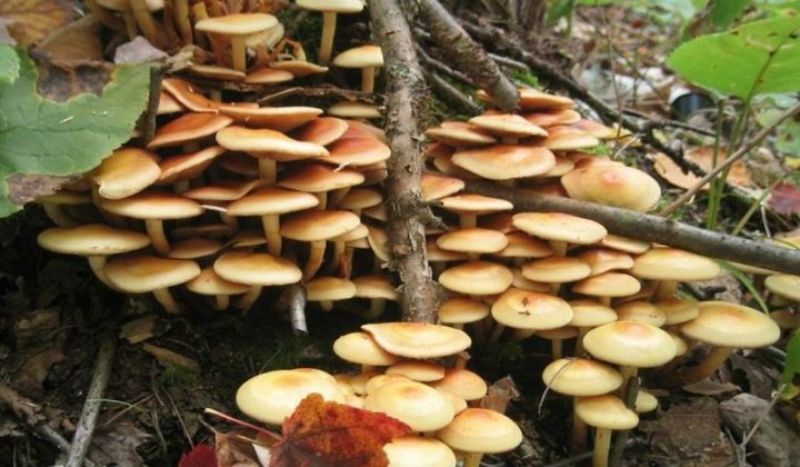 Как мариновать опята на зиму: простые и вкусные рецепты для домашних заготовок