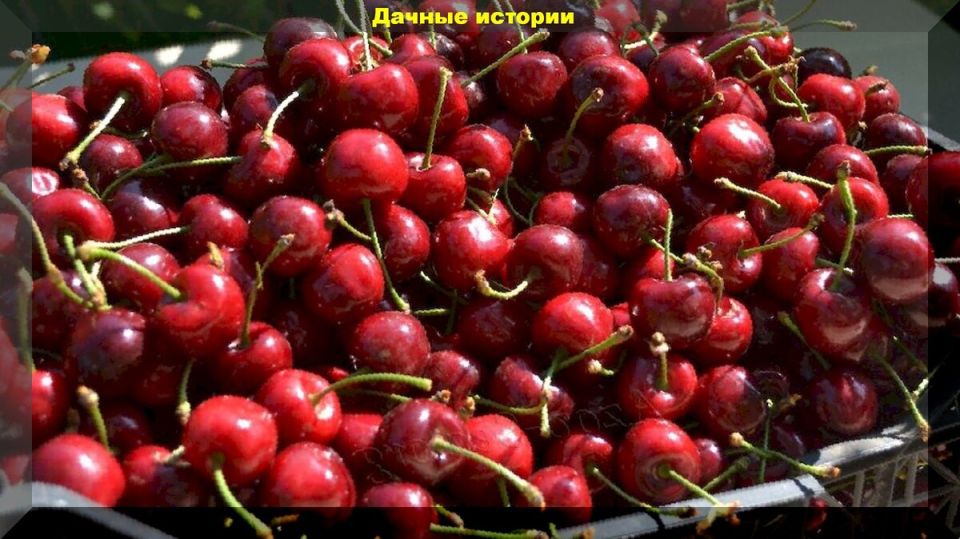 Два метода формировки черешни: обрезка для урожайности