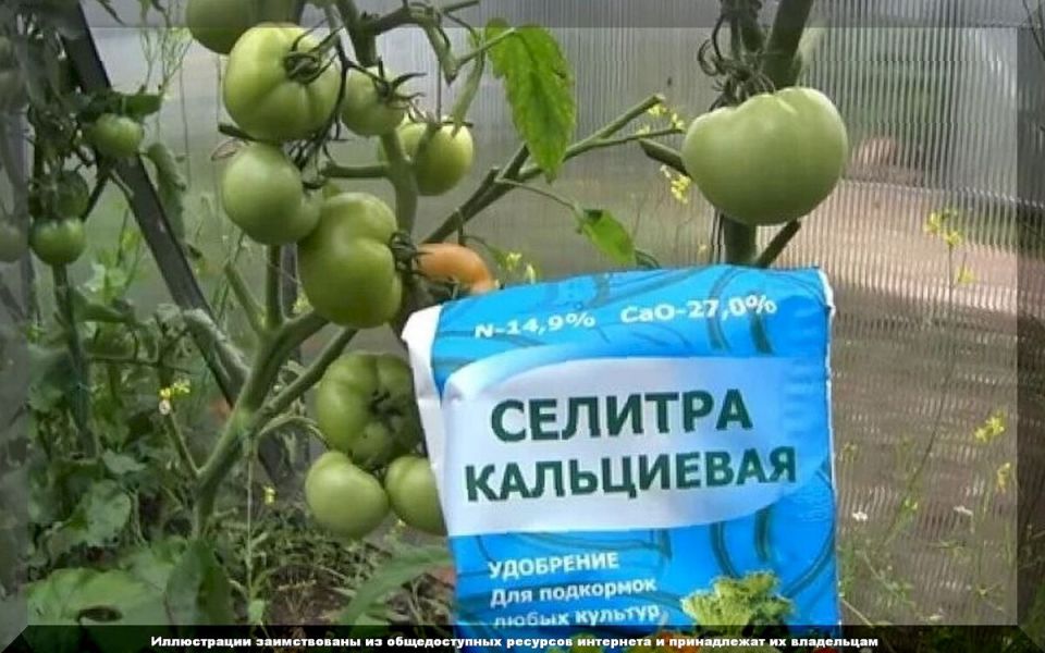 не допустите вершинную гниль томатов: полезные советы для садоводов