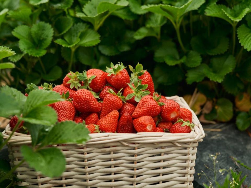 ��� �������� ��������� ������ �������� � ������� �������� ��������