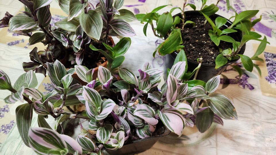 ��� ���������� ������������: ������� ��������� ����������