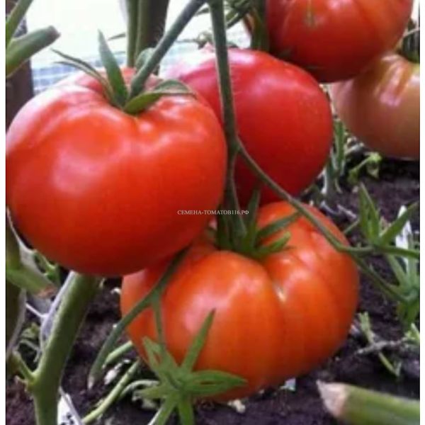 ����� ������ ��������: ��������� ����� ��� ������ � ���