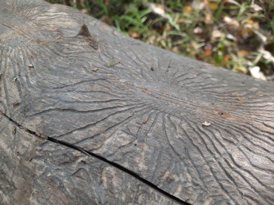 ������������ ����� �������: ��� ������ ��� ������� �� ������?